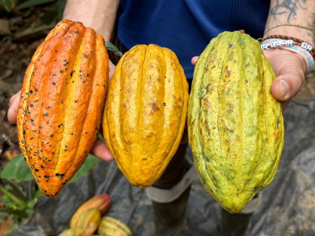 Finca La Selvita Chocolate Experience Buritaca Zewnętrze zdjęcie