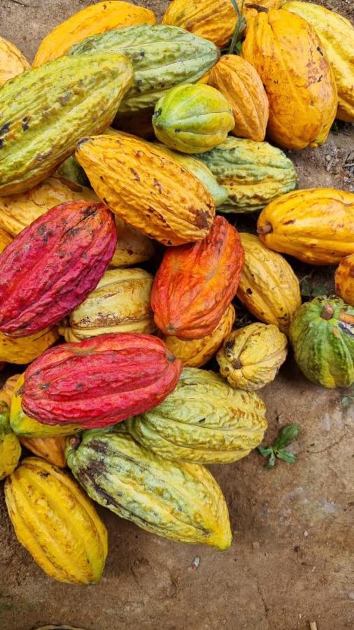 Finca La Selvita Chocolate Experience Buritaca Zewnętrze zdjęcie