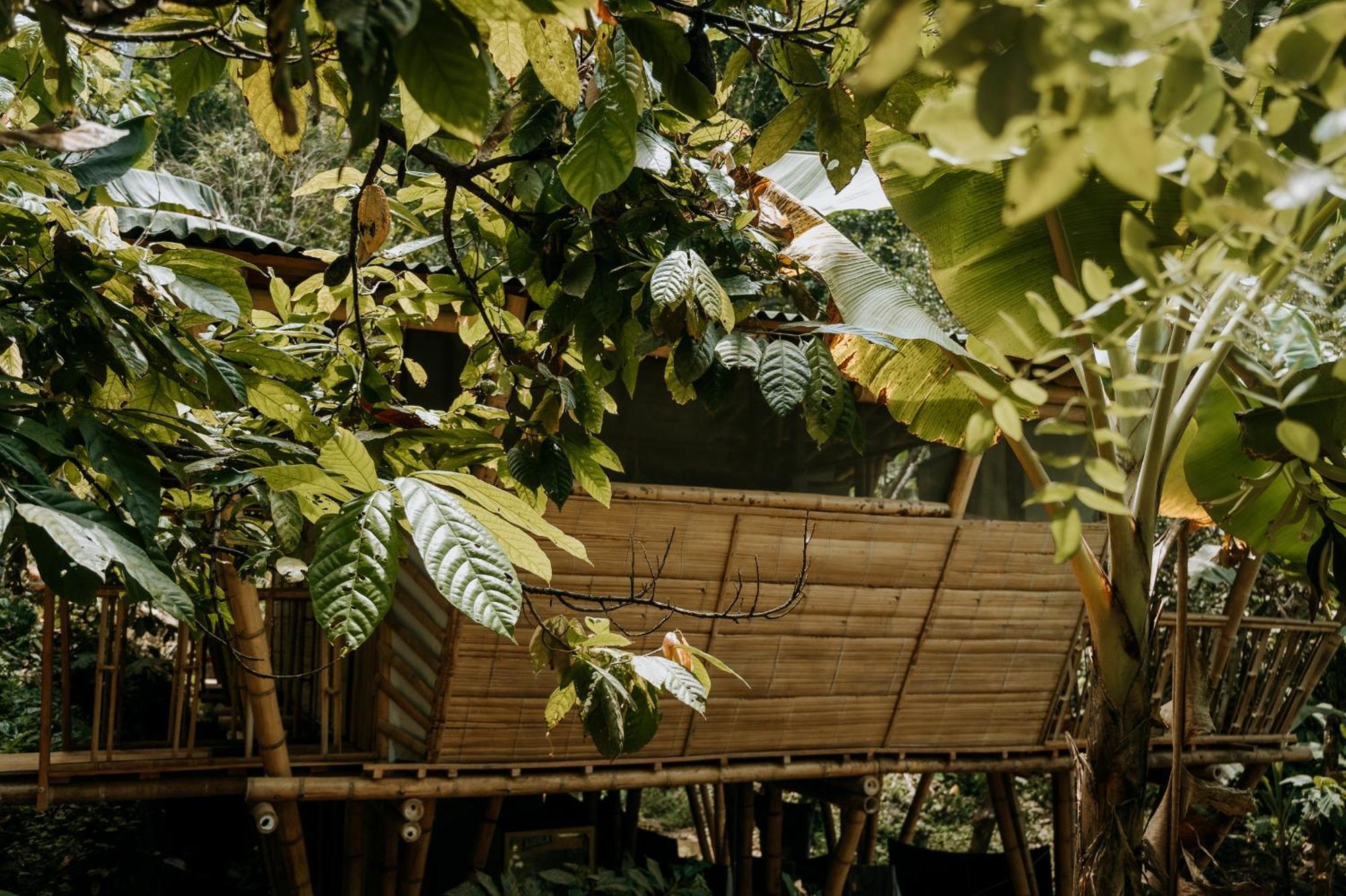 Finca La Selvita Chocolate Experience Buritaca Zewnętrze zdjęcie